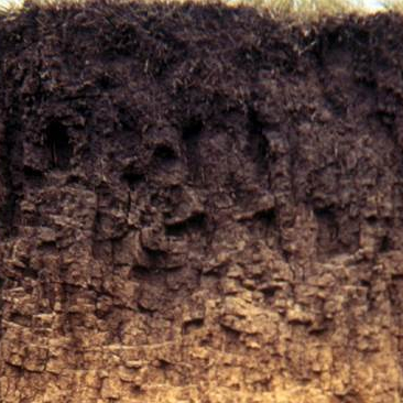 A soil profile.